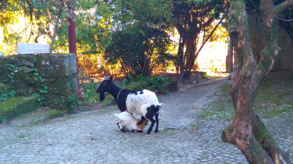 منزل الضيف كاسترو دير  في Alvores Do Tempo - Quinta De Turismo Rural المظهر الخارجي الصورة