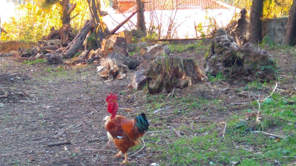 منزل الضيف كاسترو دير  في Alvores Do Tempo - Quinta De Turismo Rural المظهر الخارجي الصورة