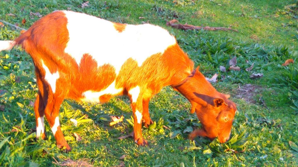 منزل الضيف كاسترو دير  في Alvores Do Tempo - Quinta De Turismo Rural المظهر الخارجي الصورة