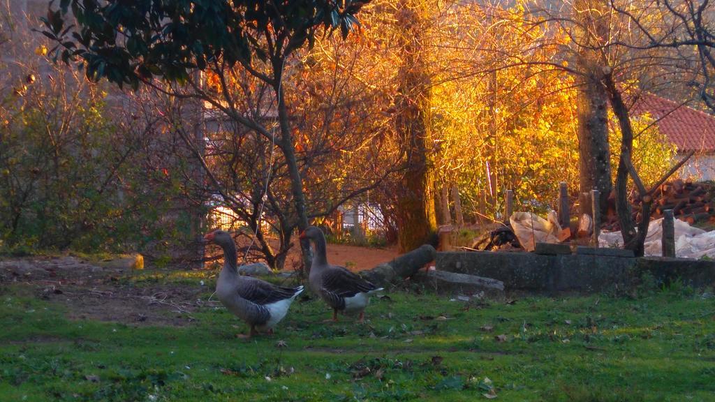 منزل الضيف كاسترو دير  في Alvores Do Tempo - Quinta De Turismo Rural المظهر الخارجي الصورة